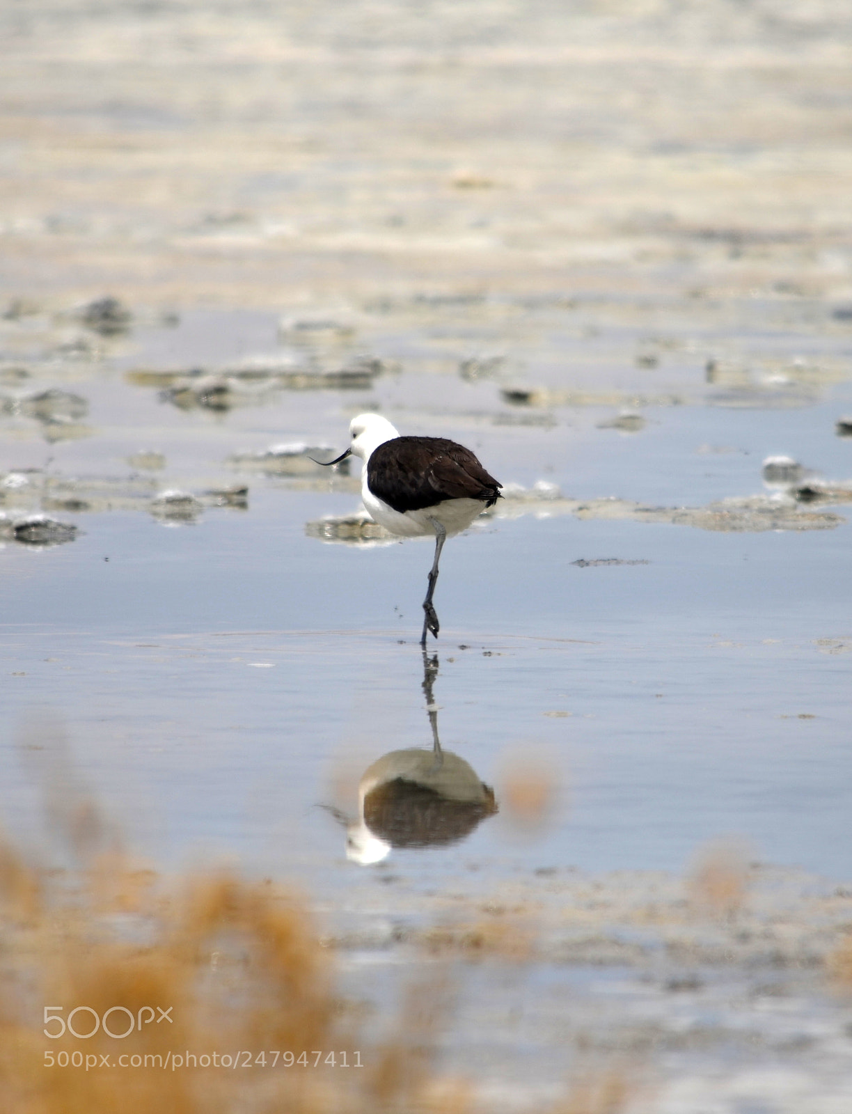 Nikon D5100 sample photo. Andean avocet photography