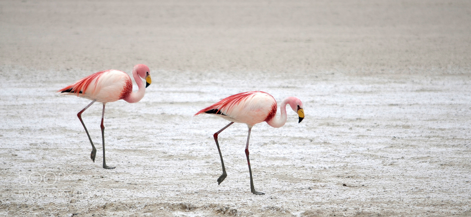 Nikon D5100 sample photo. Jame's flamingos photography