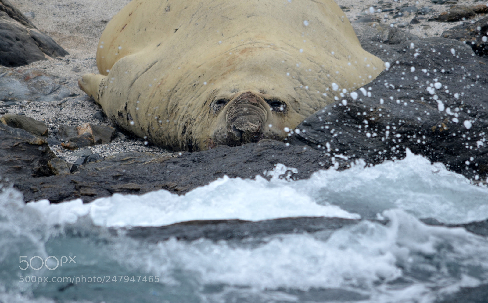 Nikon D5100 sample photo. Sea elephant photography