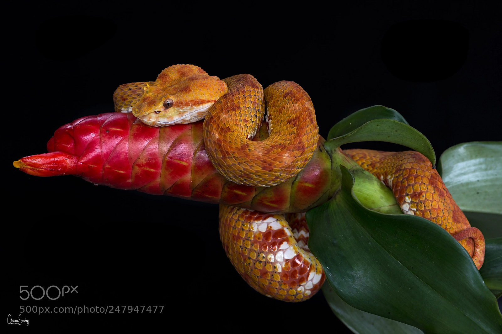 Nikon D4 sample photo. Eyelash viper photography