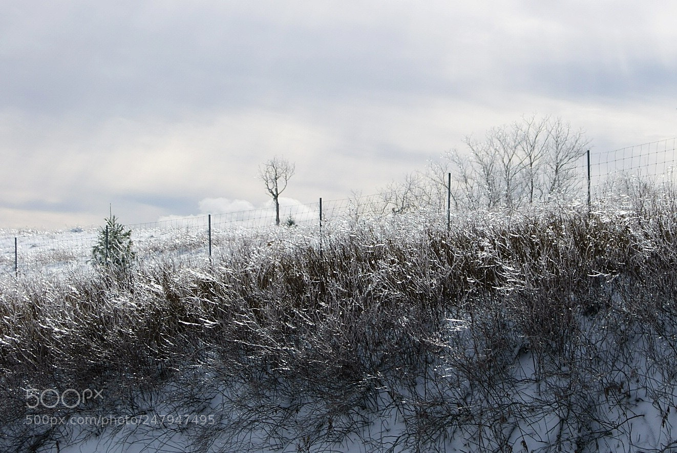 Sony Alpha DSLR-A330 sample photo. Icy meadow photography