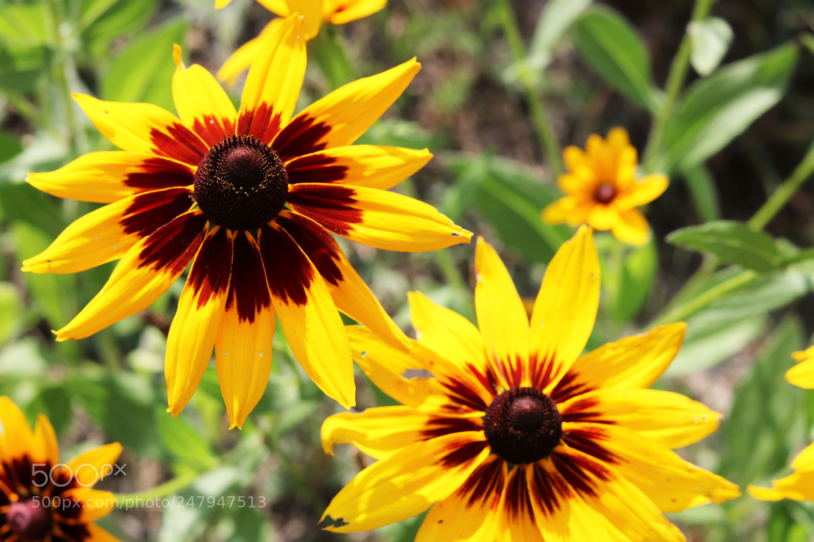 Canon EOS 750D (EOS Rebel T6i / EOS Kiss X8i) sample photo. Img photography