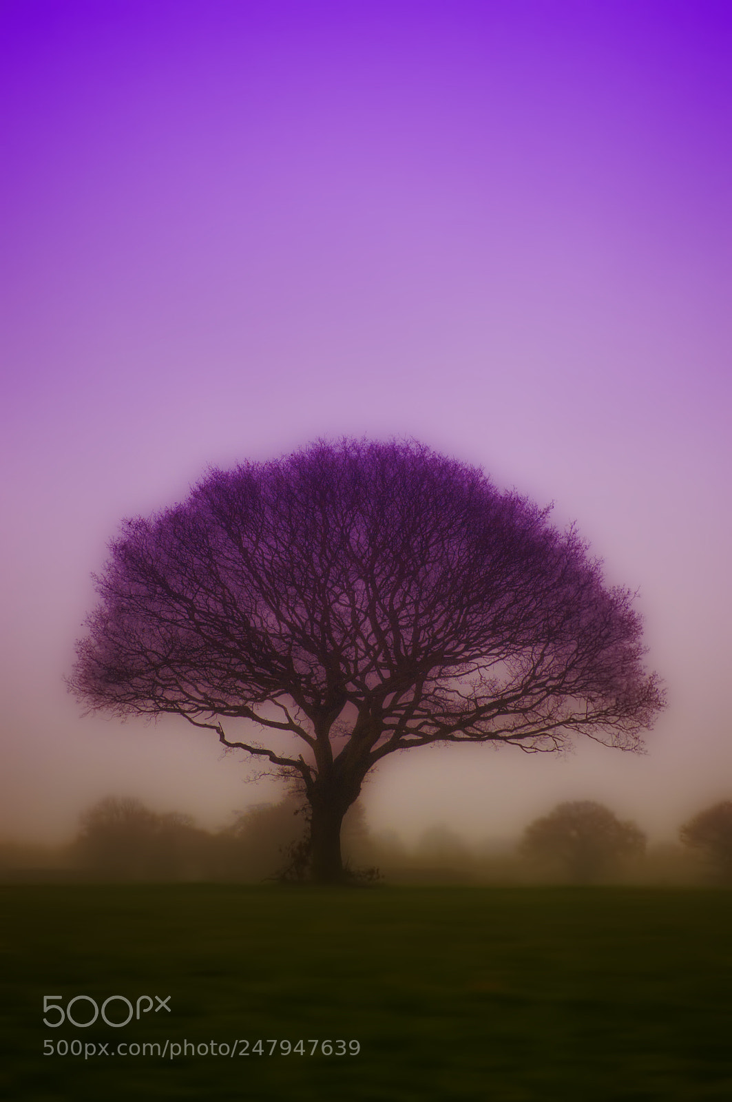 Nikon D5000 sample photo. Treemood photography