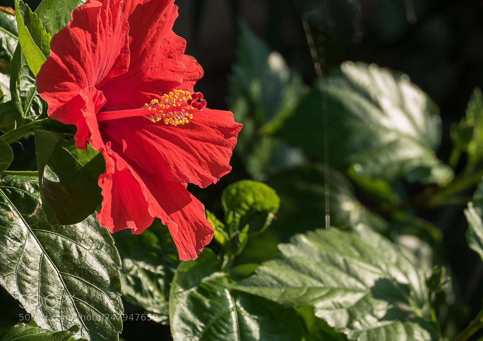 Panasonic Lumix DMC-FZ1000 sample photo. Red hibiscus photography