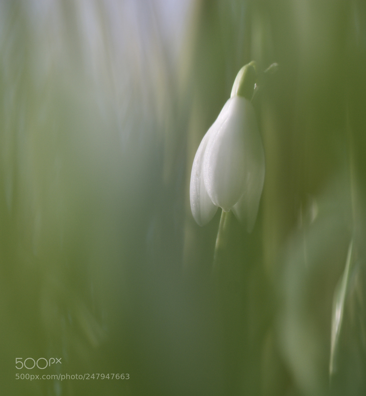 Nikon D7100 sample photo. Snowdrop photography