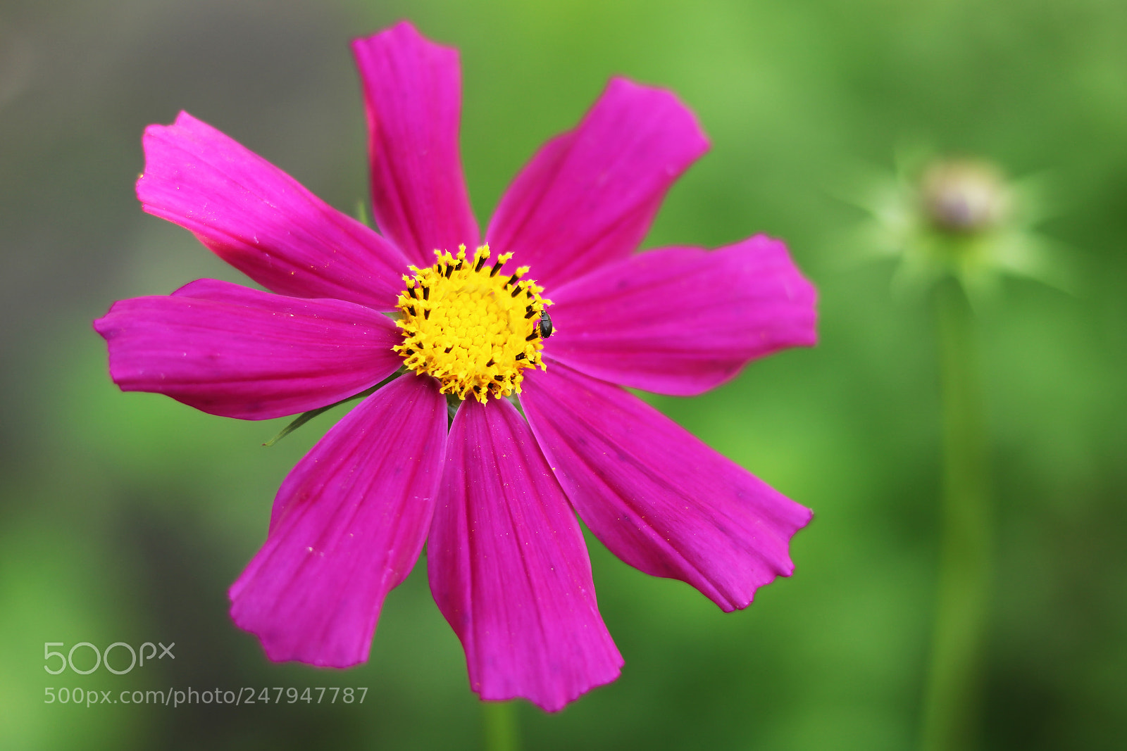 Canon EOS 750D (EOS Rebel T6i / EOS Kiss X8i) sample photo. Img photography