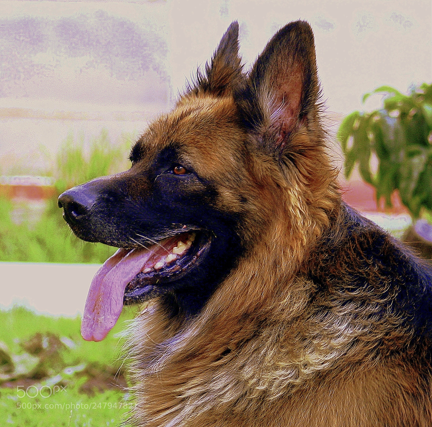 Canon EOS 350D (EOS Digital Rebel XT / EOS Kiss Digital N) sample photo. Man’s bestest friend photography