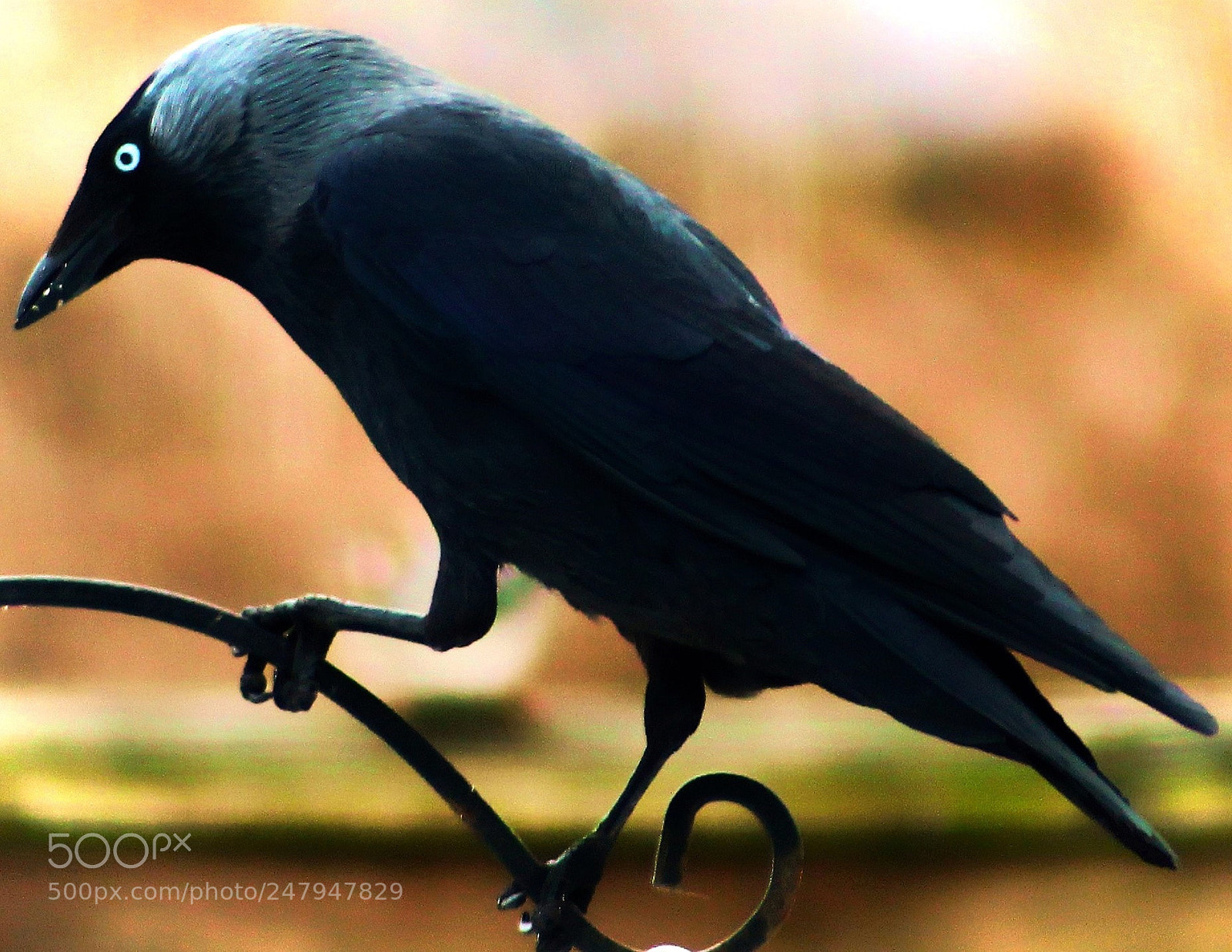 Canon EOS 700D (EOS Rebel T5i / EOS Kiss X7i) sample photo. Jackdaw photography
