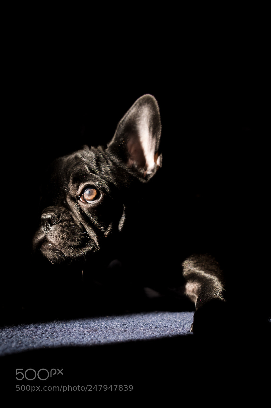 Fujifilm X-T2 sample photo. Molly photography