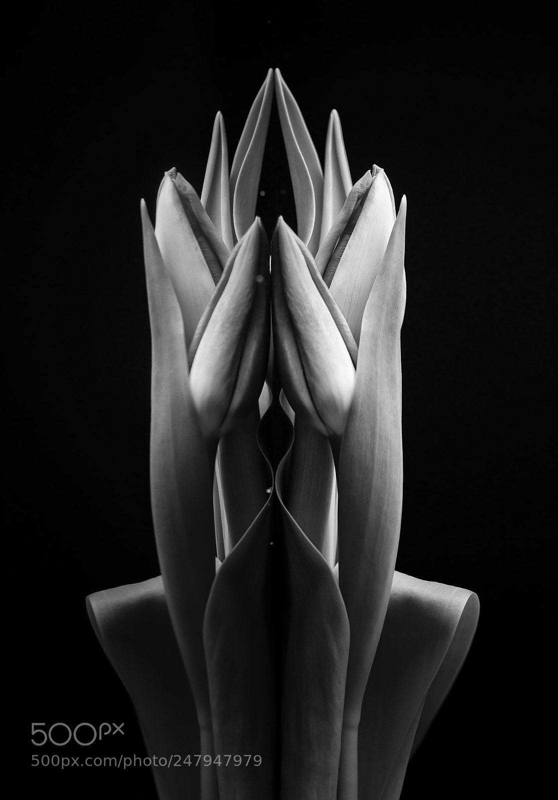 Nikon D600 sample photo. Tulips photography