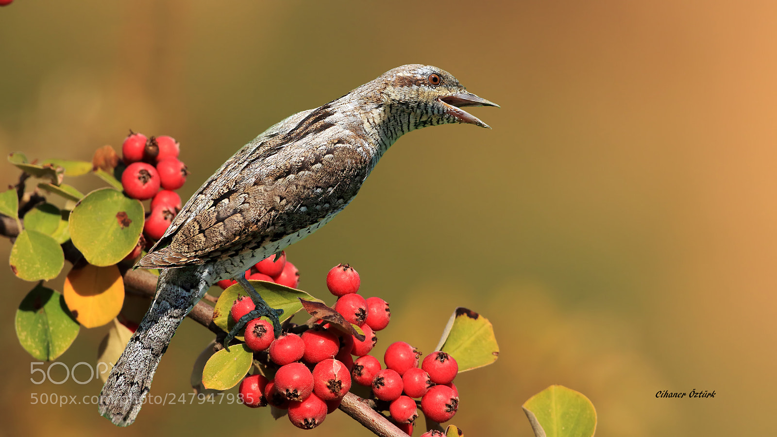 Canon EOS 7D Mark II sample photo. Eurasian wryneck. photography