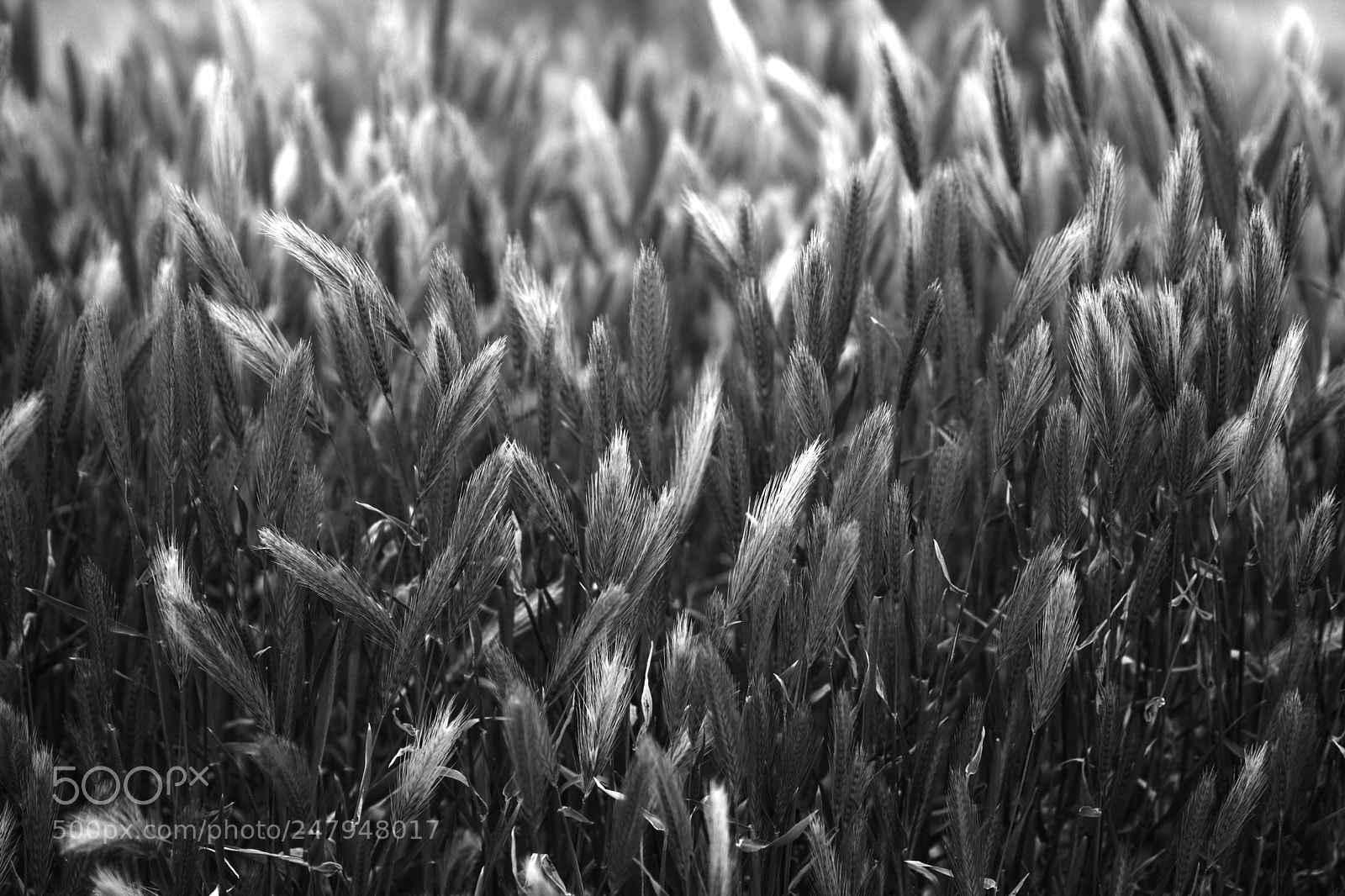 Nikon D7100 sample photo. Wild photography