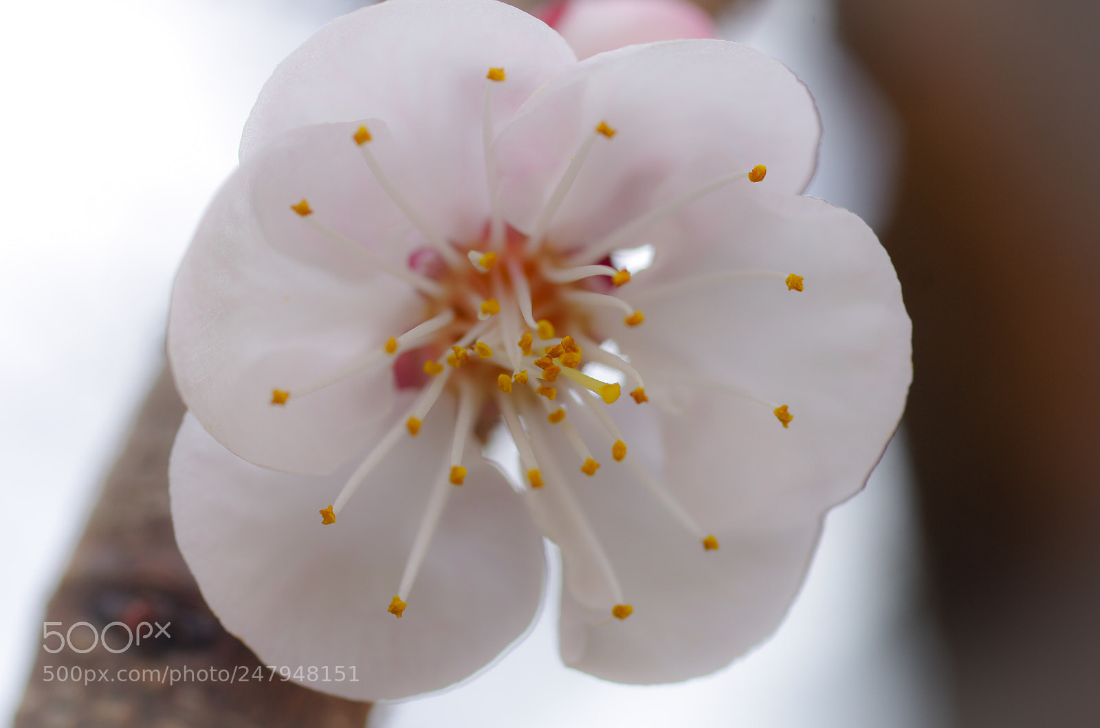 Pentax K-5 sample photo. Untitled photography