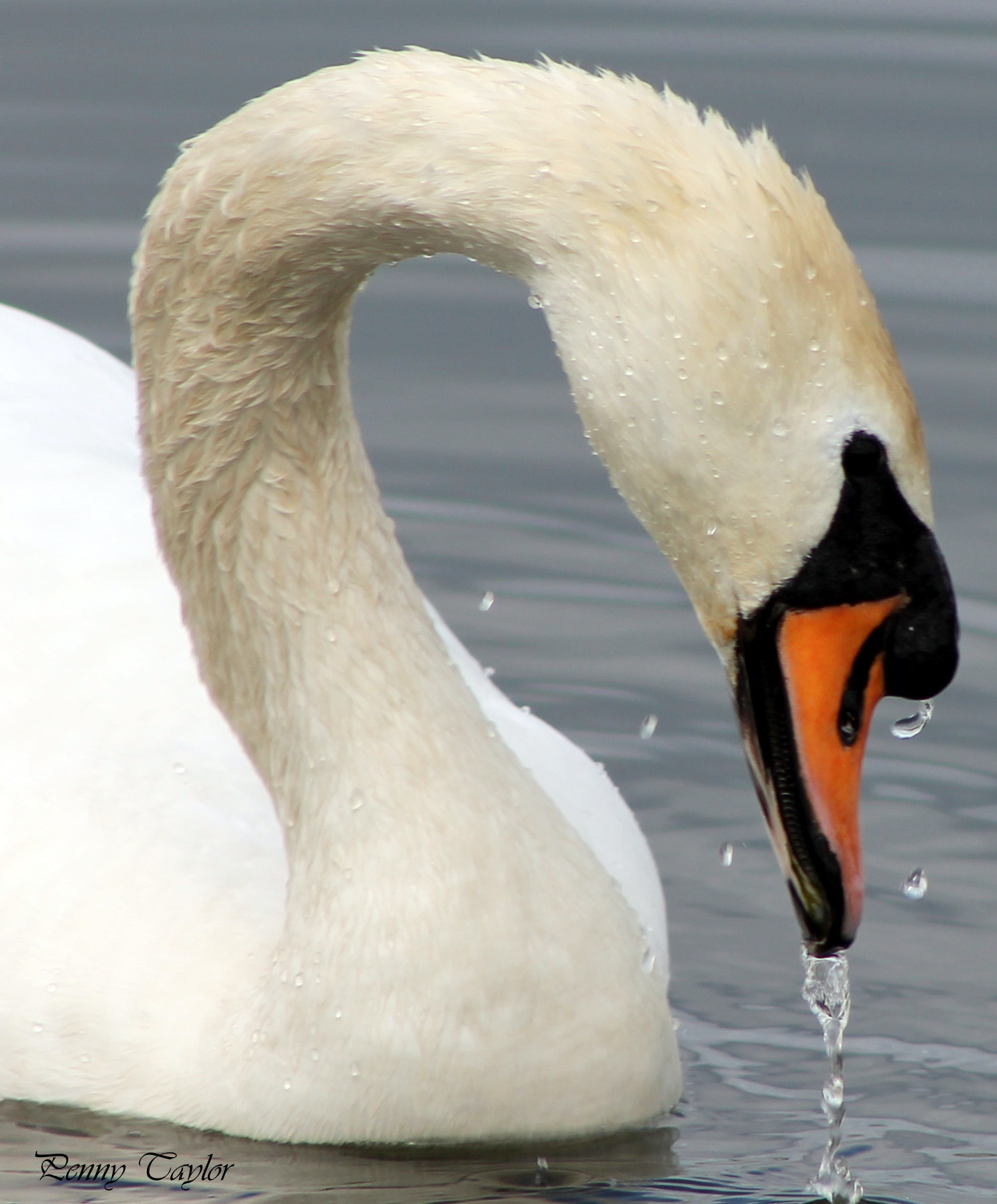 Canon EF 75-300mm f/4-5.6 sample photo. Swan photography