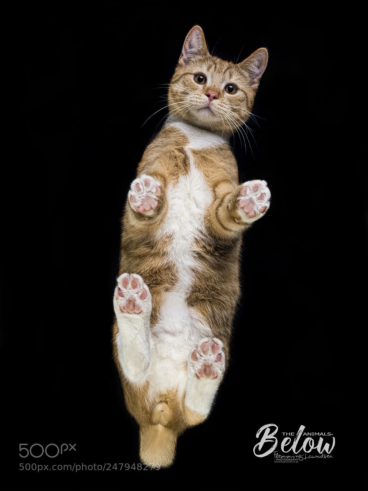 Nikon D800 sample photo. Below - carlos photography