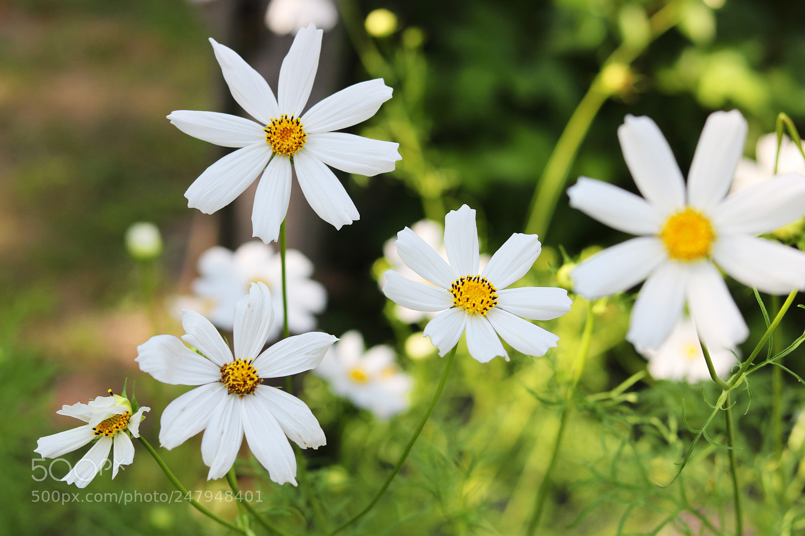 Canon EOS 750D (EOS Rebel T6i / EOS Kiss X8i) sample photo. Img photography