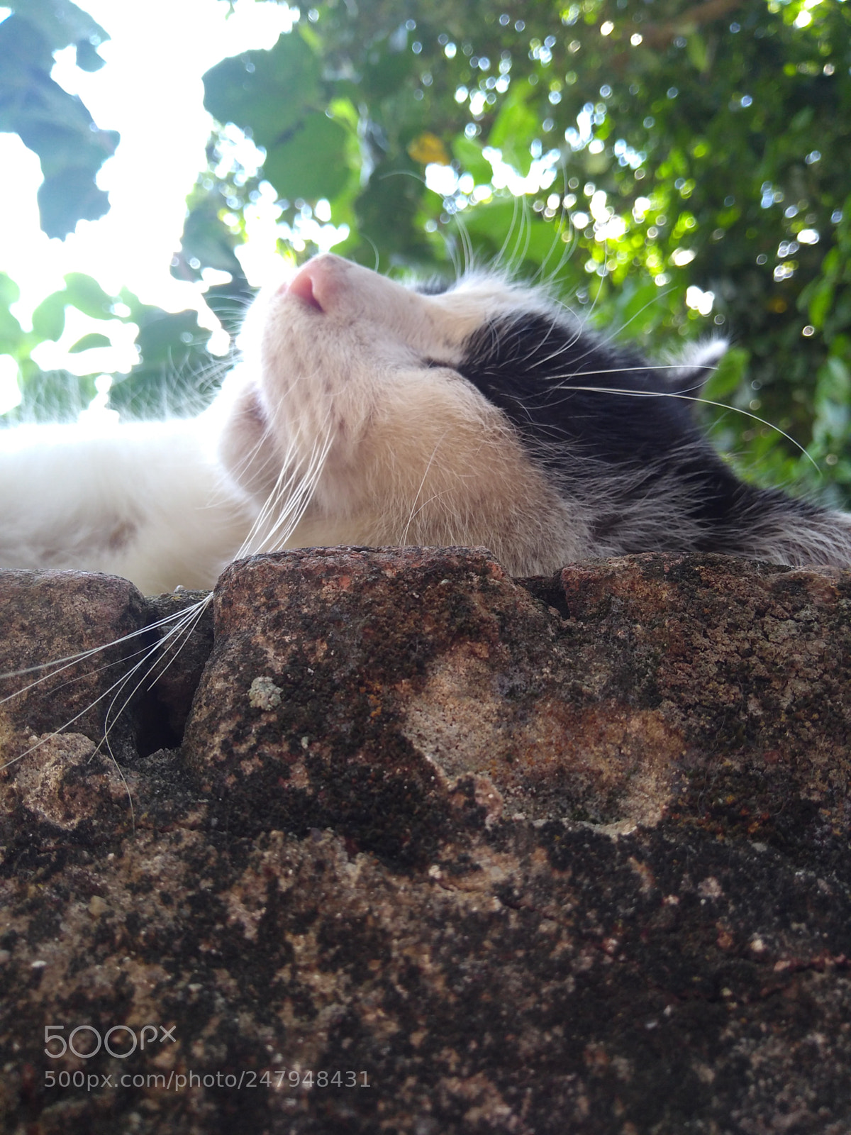 Motorola Moto G (5S) Plus sample photo. Untitled photography