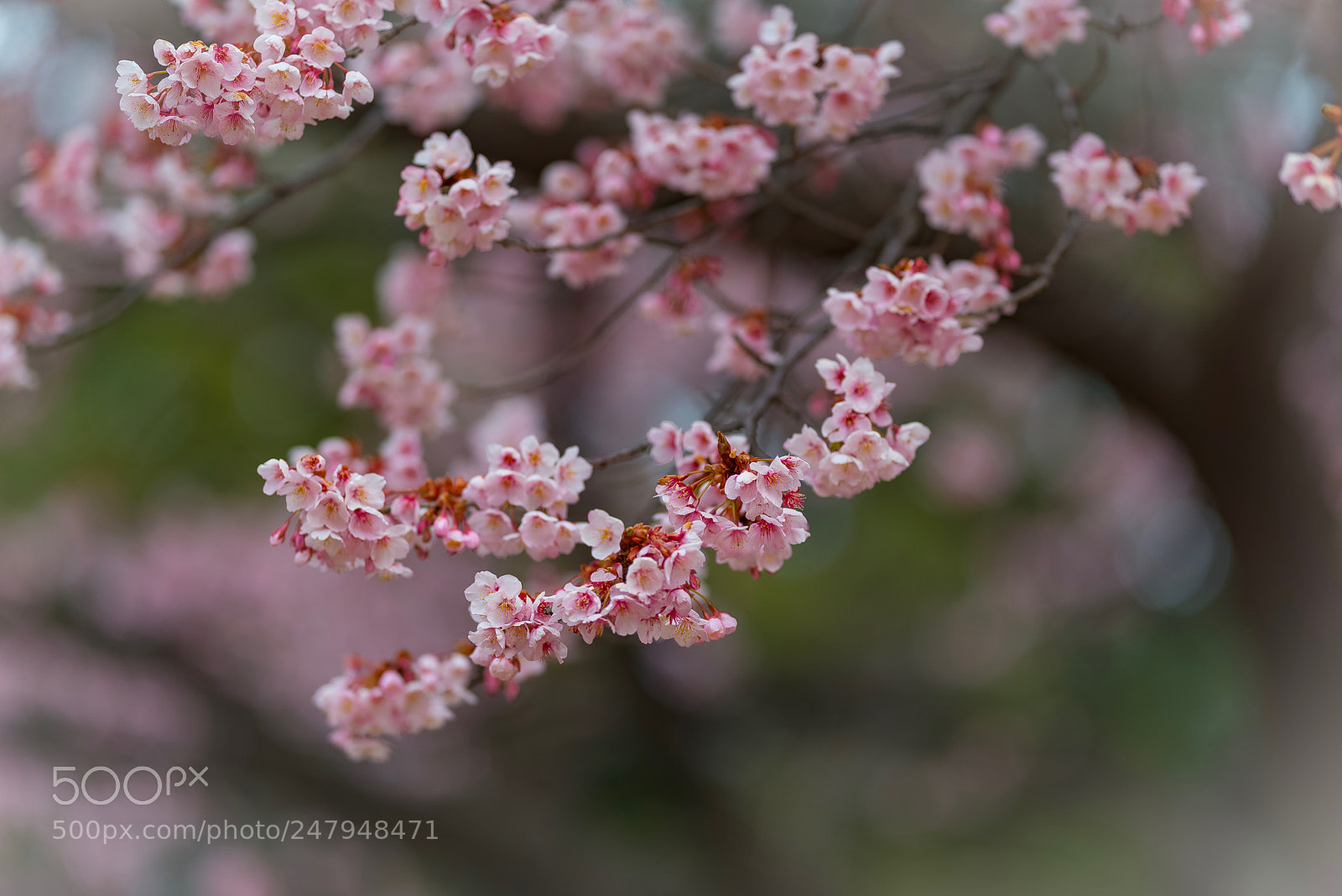 Nikon D800E sample photo. Untitled photography