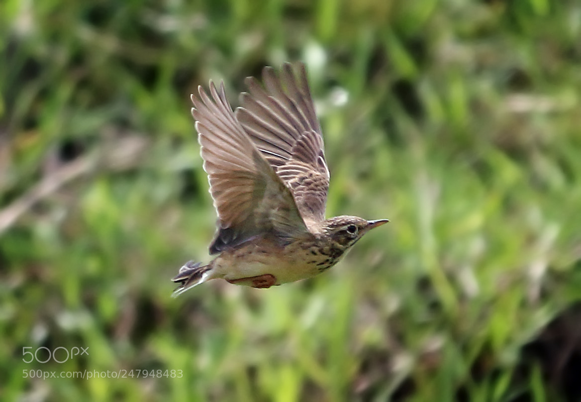 Canon EOS 700D (EOS Rebel T5i / EOS Kiss X7i) sample photo. Flying photography