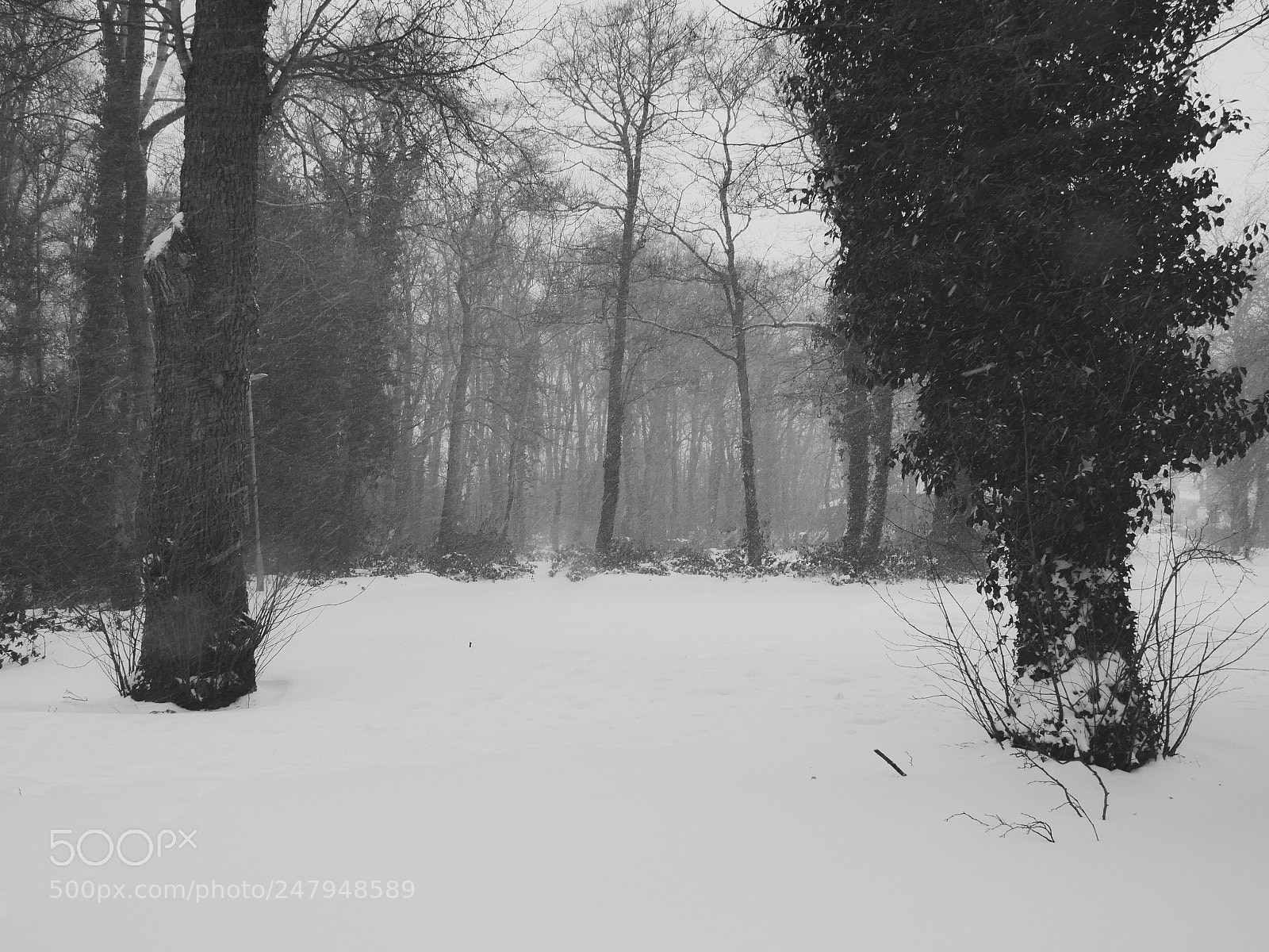 Panasonic Lumix DMC-GX8 sample photo. Woodland snow storm photography