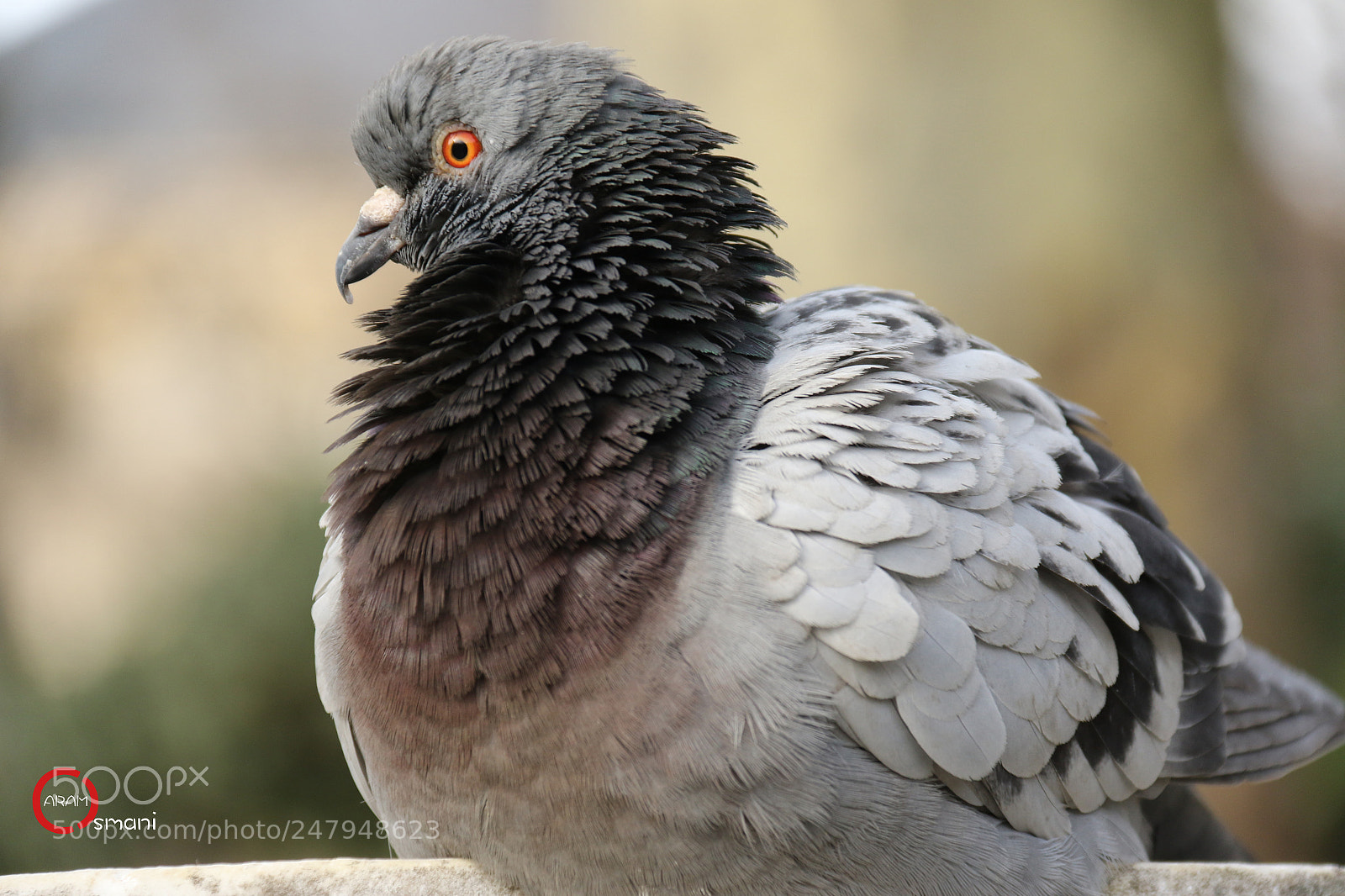 Canon EOS 7D Mark II sample photo. Ca photography