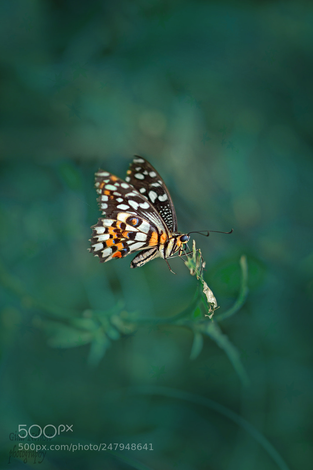 Nikon D3200 sample photo. Lime swallowtail butterfly photography