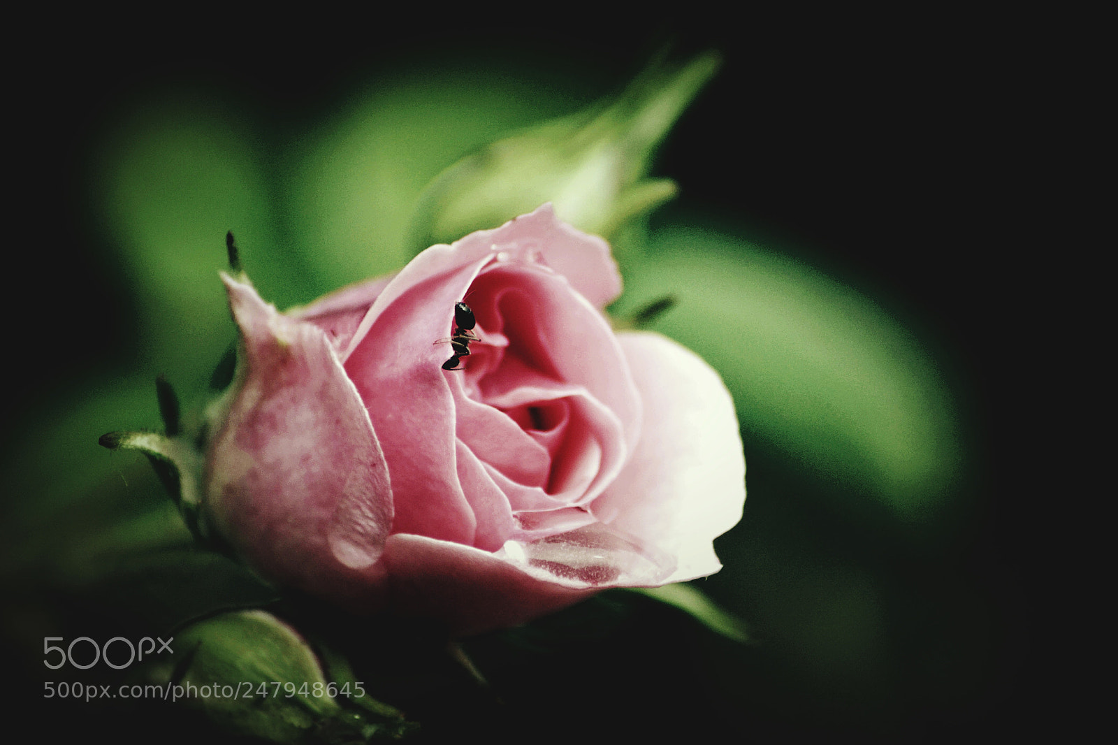 Nikon D3100 sample photo. Untitled photography