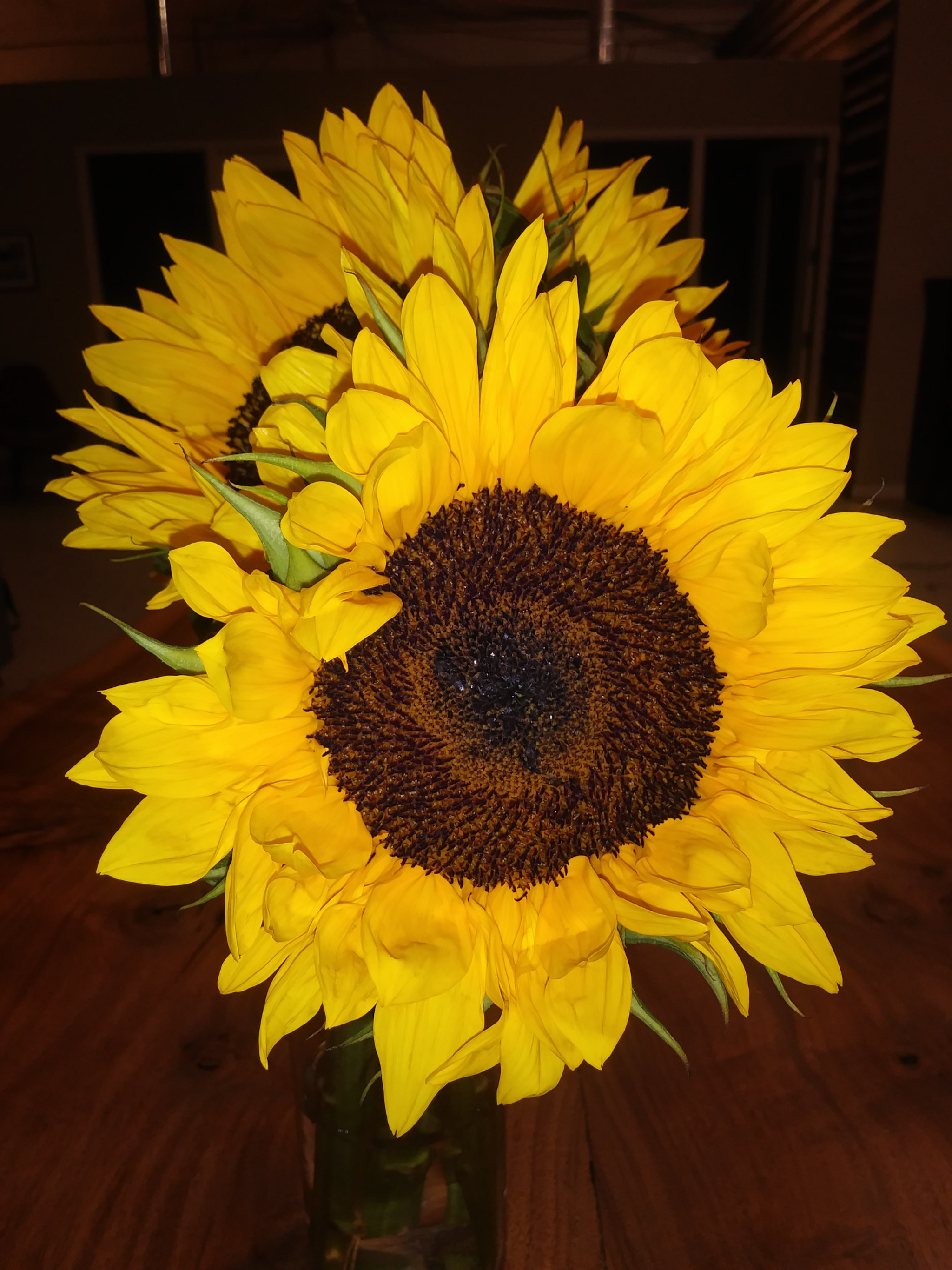 LG K20 PLUS sample photo. Sunflower photography