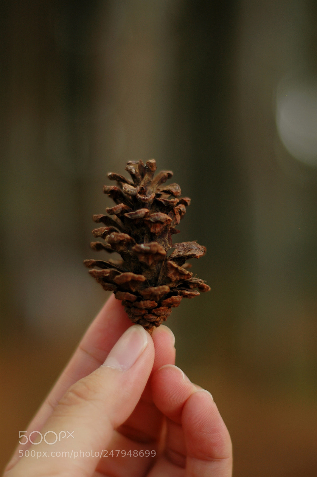 Nikon D70 sample photo. Pine forest photography