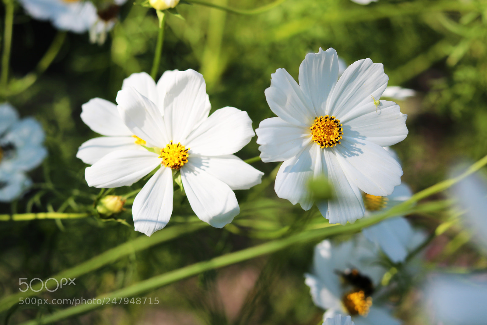 Canon EOS 750D (EOS Rebel T6i / EOS Kiss X8i) sample photo. Img photography
