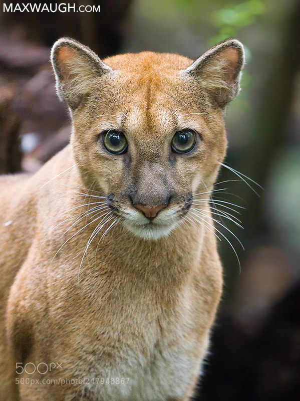 Canon EOS 20D sample photo. Wild puma cub photography