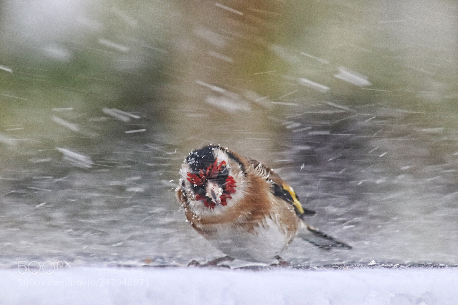 Canon EOS 77D (EOS 9000D / EOS 770D) sample photo. Goldfinch in a blizzard photography