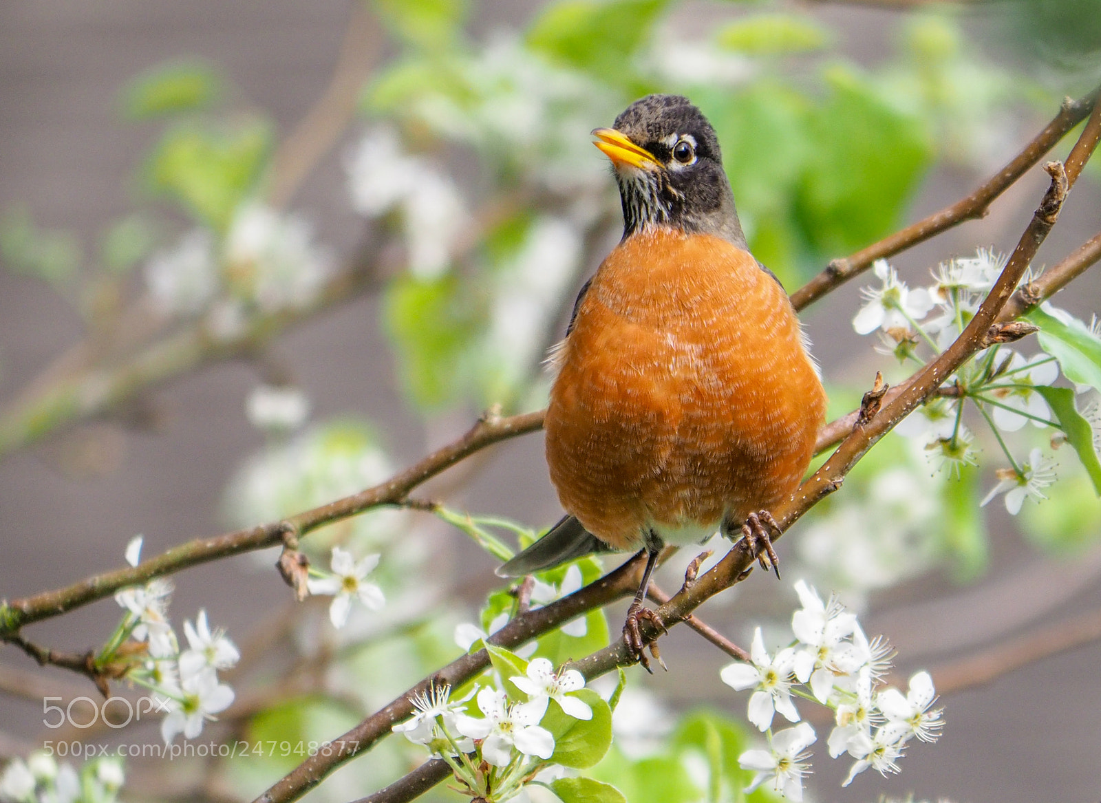Olympus OM-D E-M1 Mark II sample photo. American robin photography