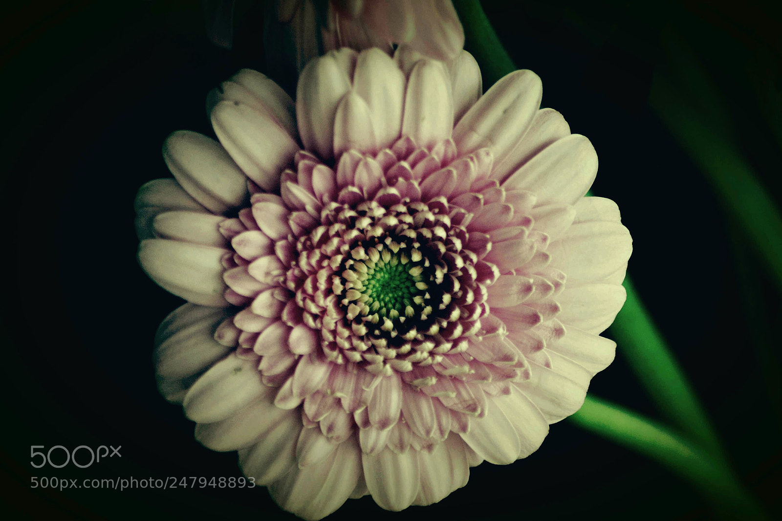 Nikon D3100 sample photo. Untitled photography