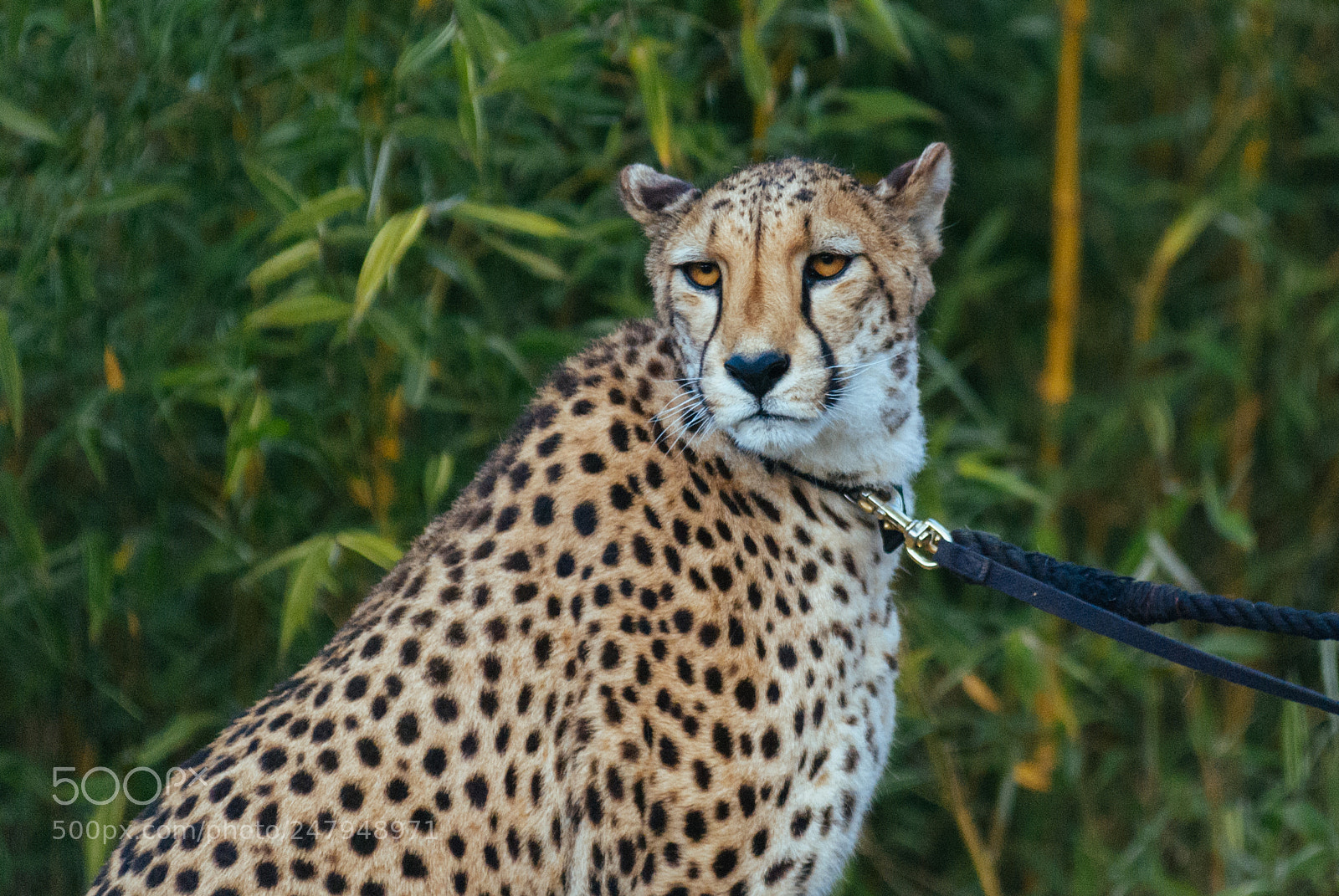 Nikon D80 sample photo. Cheetah photography
