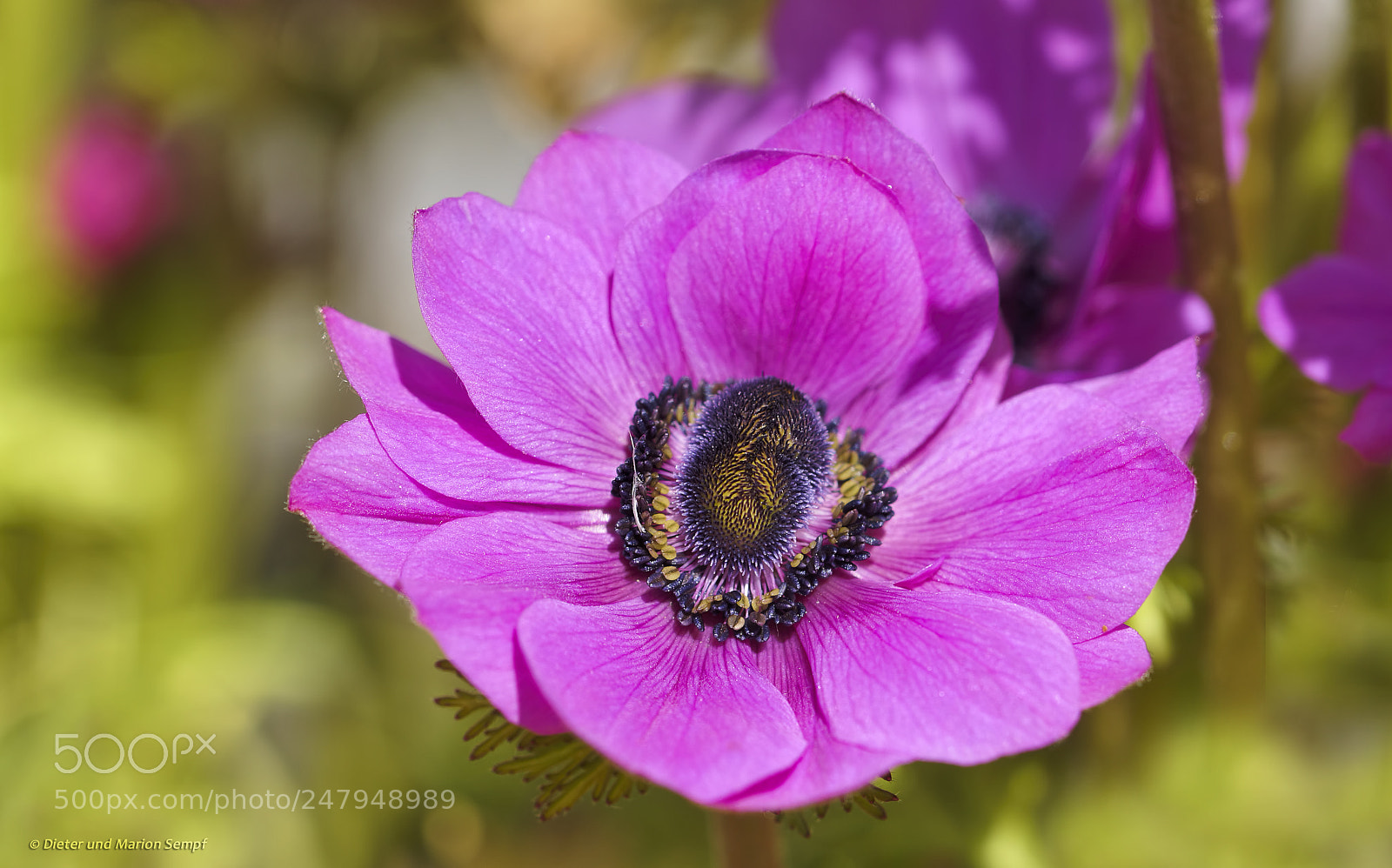 Sony SLT-A77 sample photo. .....anemone..... photography