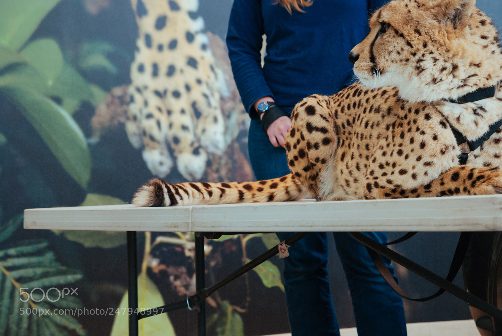 Nikon D80 sample photo. Cheetah photography