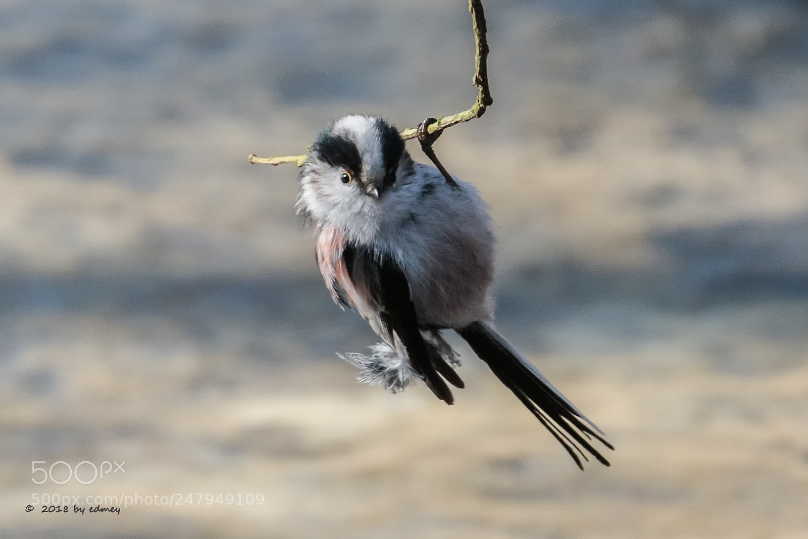 Canon EOS 7D Mark II sample photo. Staartmees (- 8° c) photography