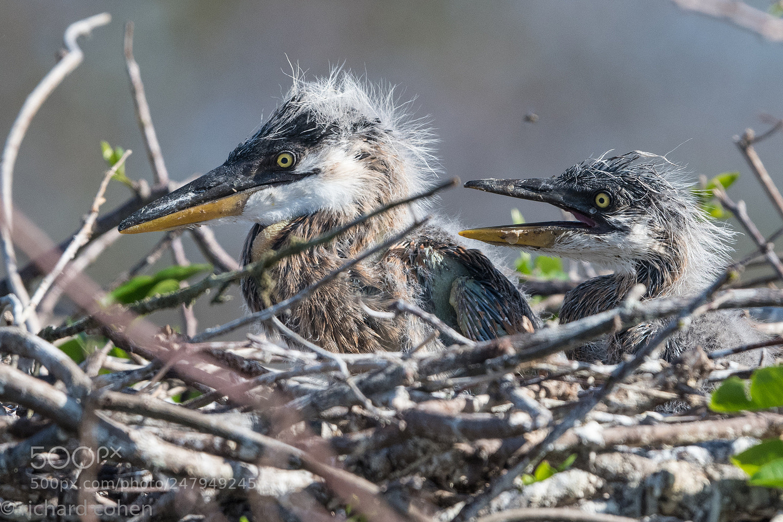 Nikon D850 sample photo. Awwww.....so cute! photography