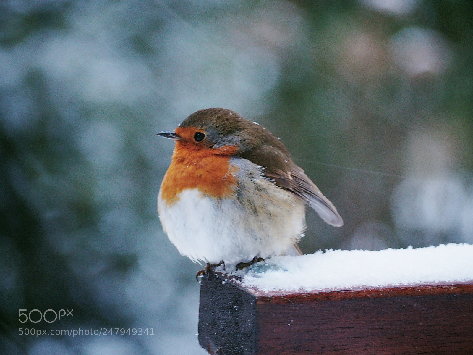 Olympus OM-D E-M10 II sample photo. On the snowy day photography