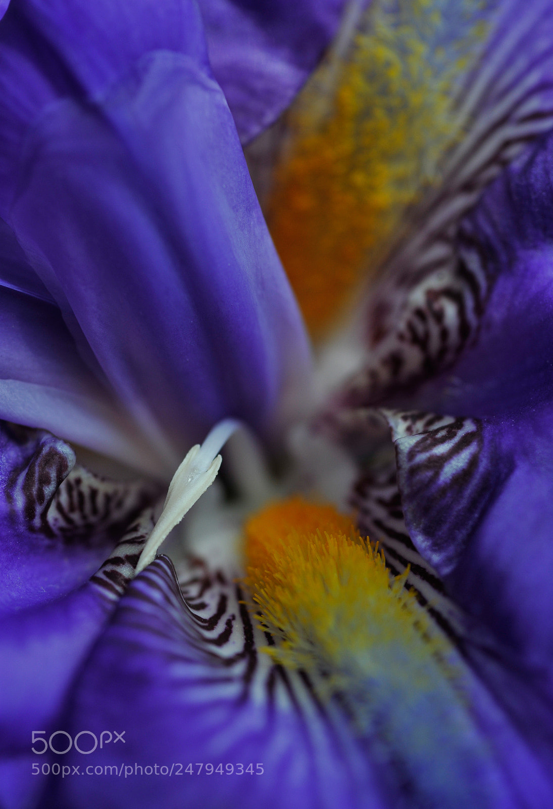 Nikon D3 sample photo. Iris germanica photography