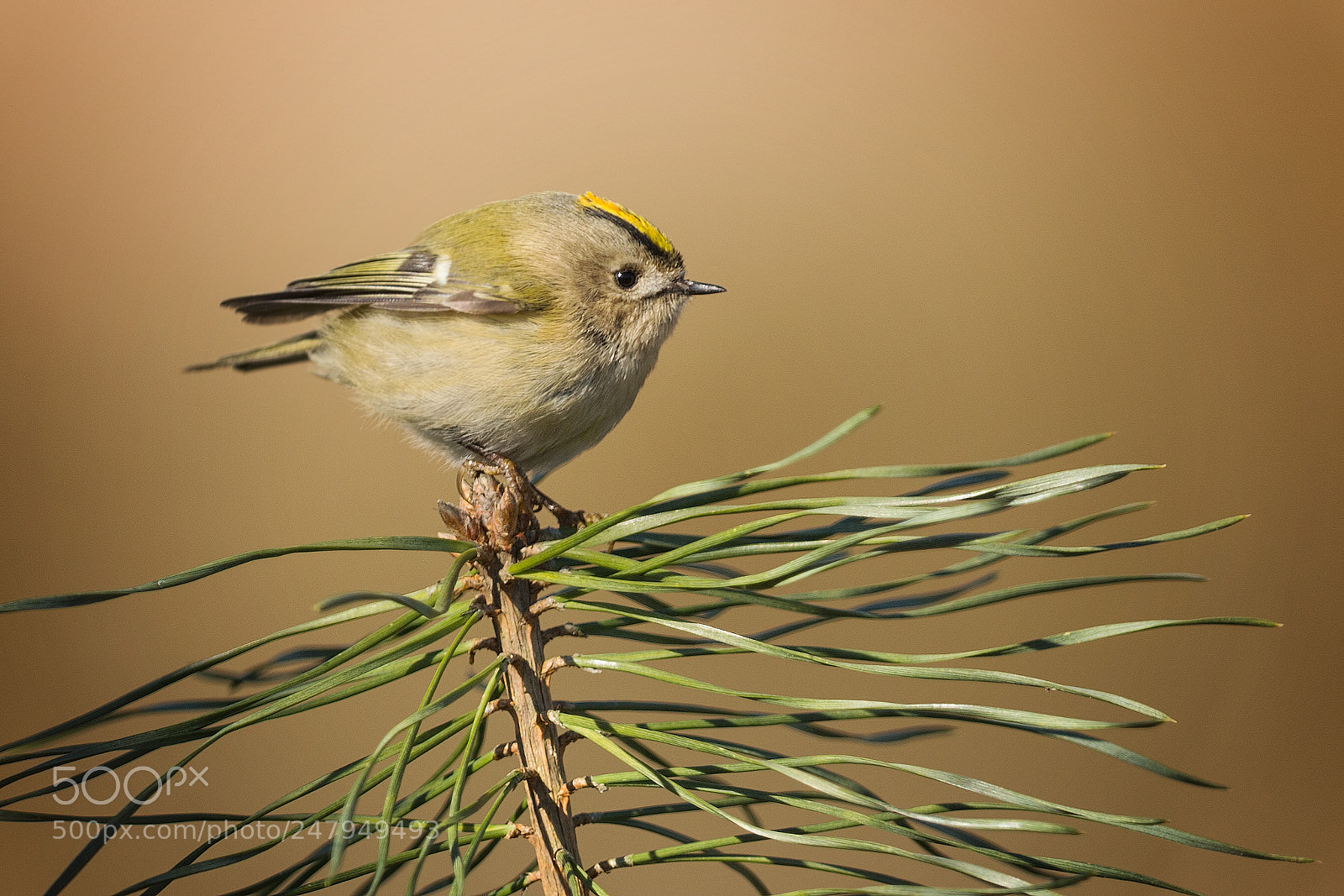 Canon EOS-1D X sample photo. Goldcrest photography