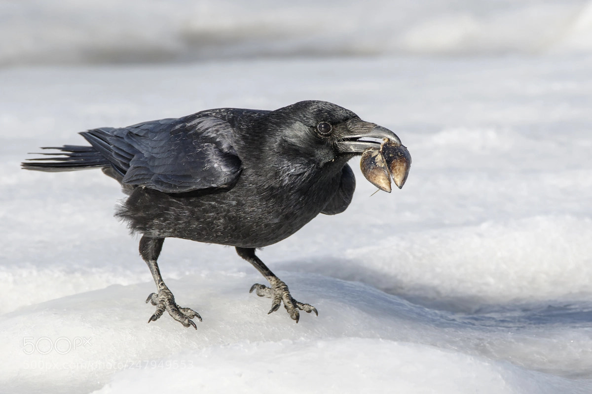 Canon EOS 7D Mark II sample photo. Carrion crow photography