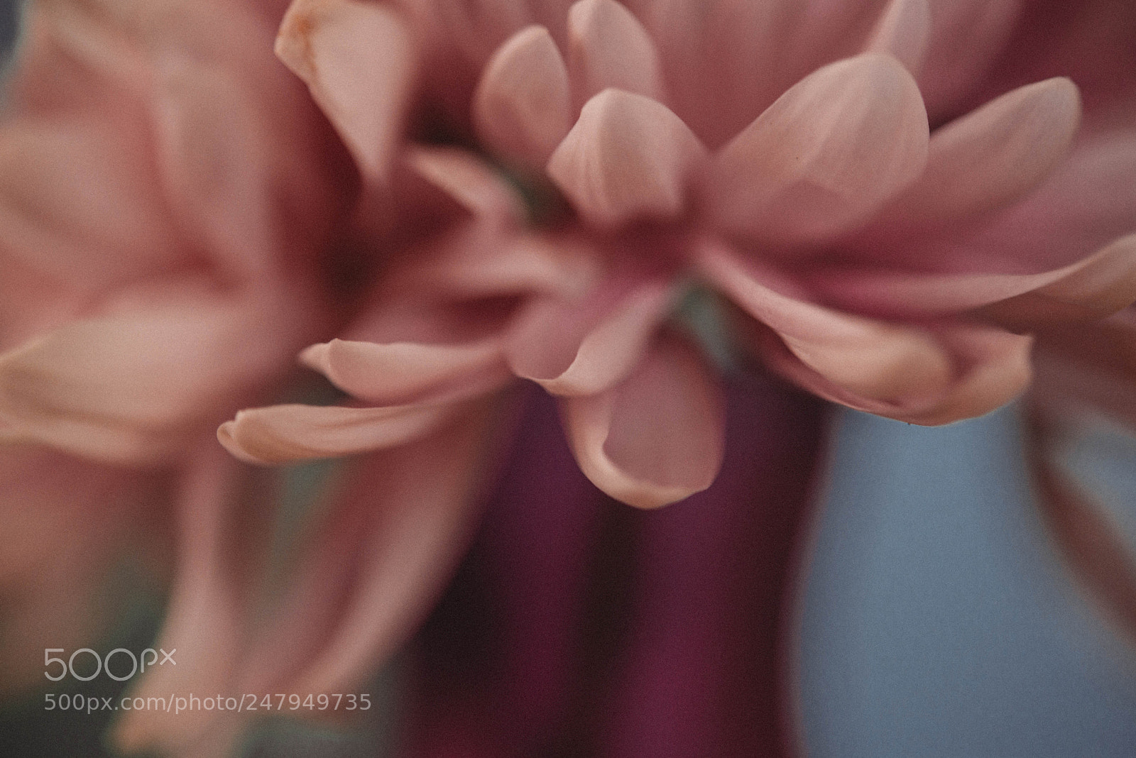 Nikon D610 sample photo. Petals photography