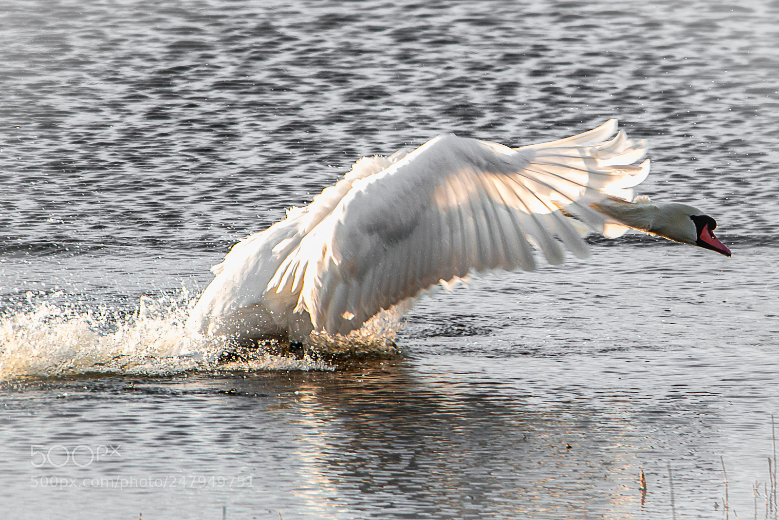 Nikon D800 sample photo. Swan photography