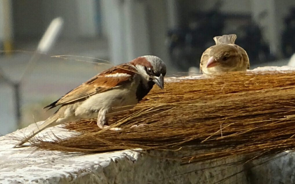 Sony DSC-HX60V sample photo. Let's built a home photography