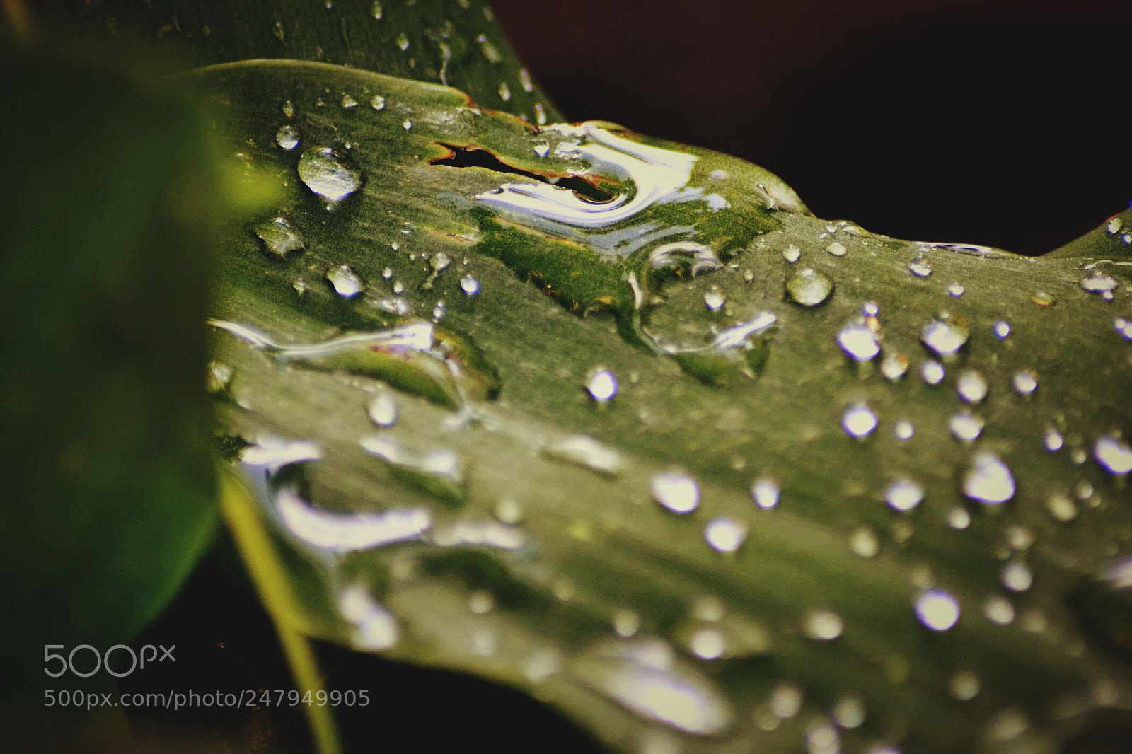 Nikon D3100 sample photo. Untitled photography