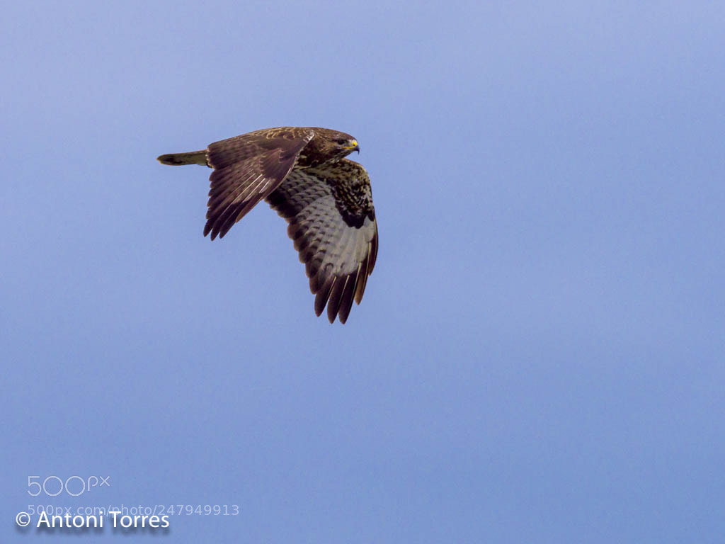 Olympus OM-D E-M1 Mark II sample photo. Aligot en vol buteo photography