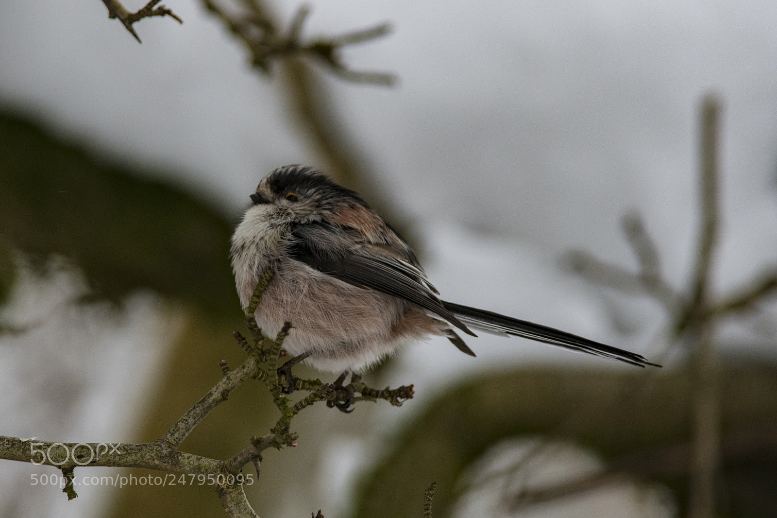 Nikon D850 sample photo. Long-tailed tit photography