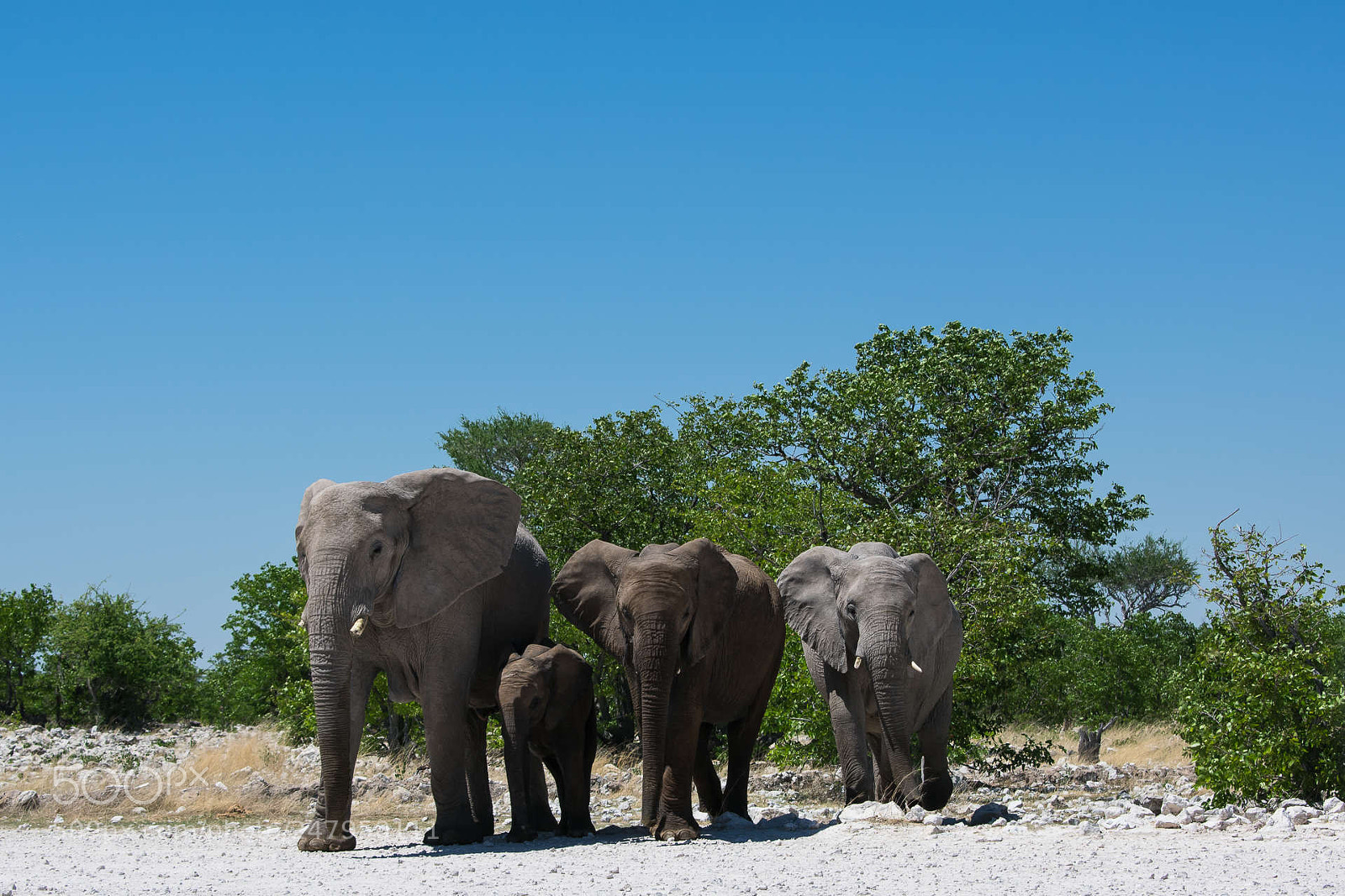 Nikon D3400 sample photo. Elefantenfamilie photography
